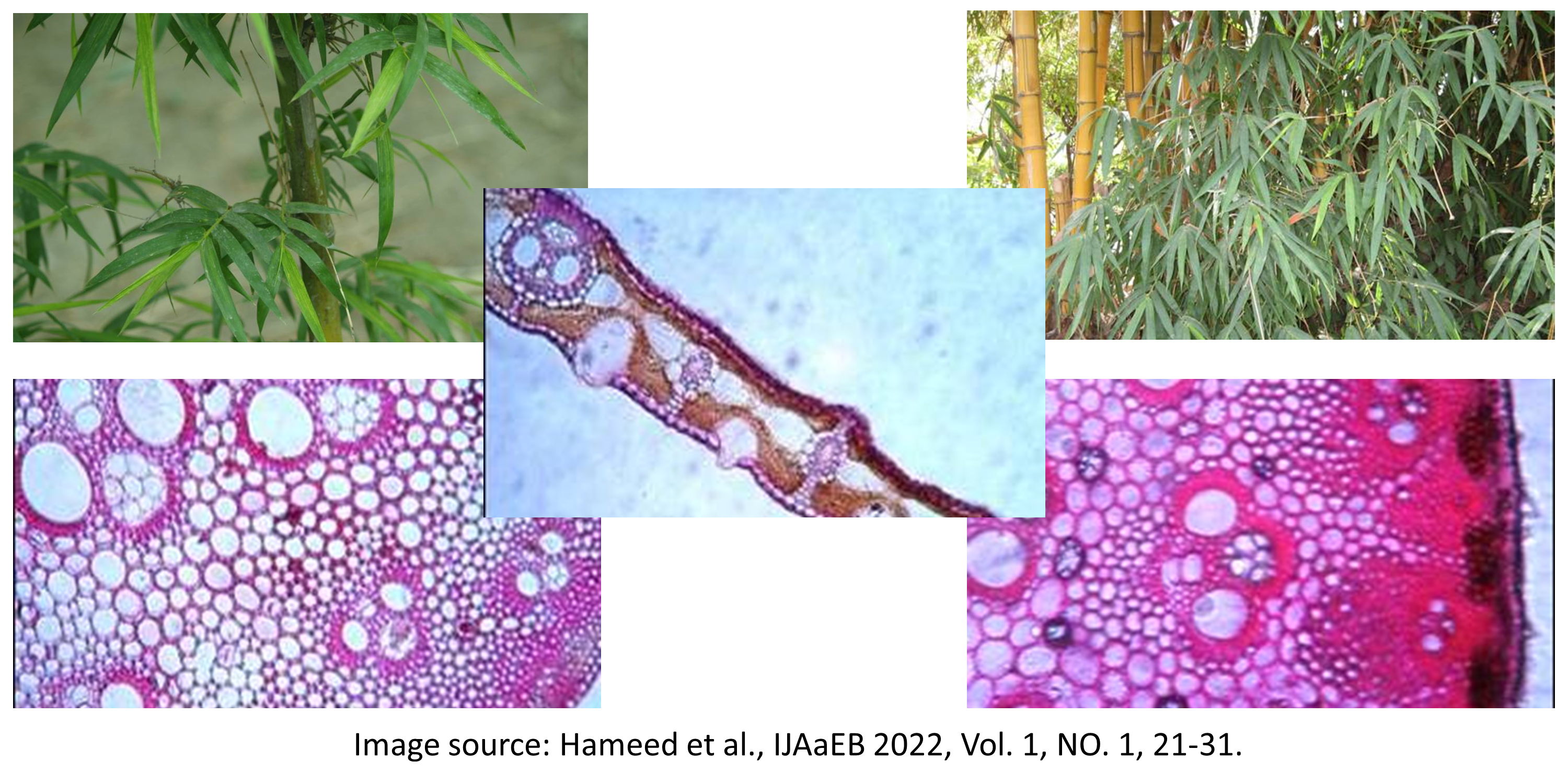 Image by Hameed et al.