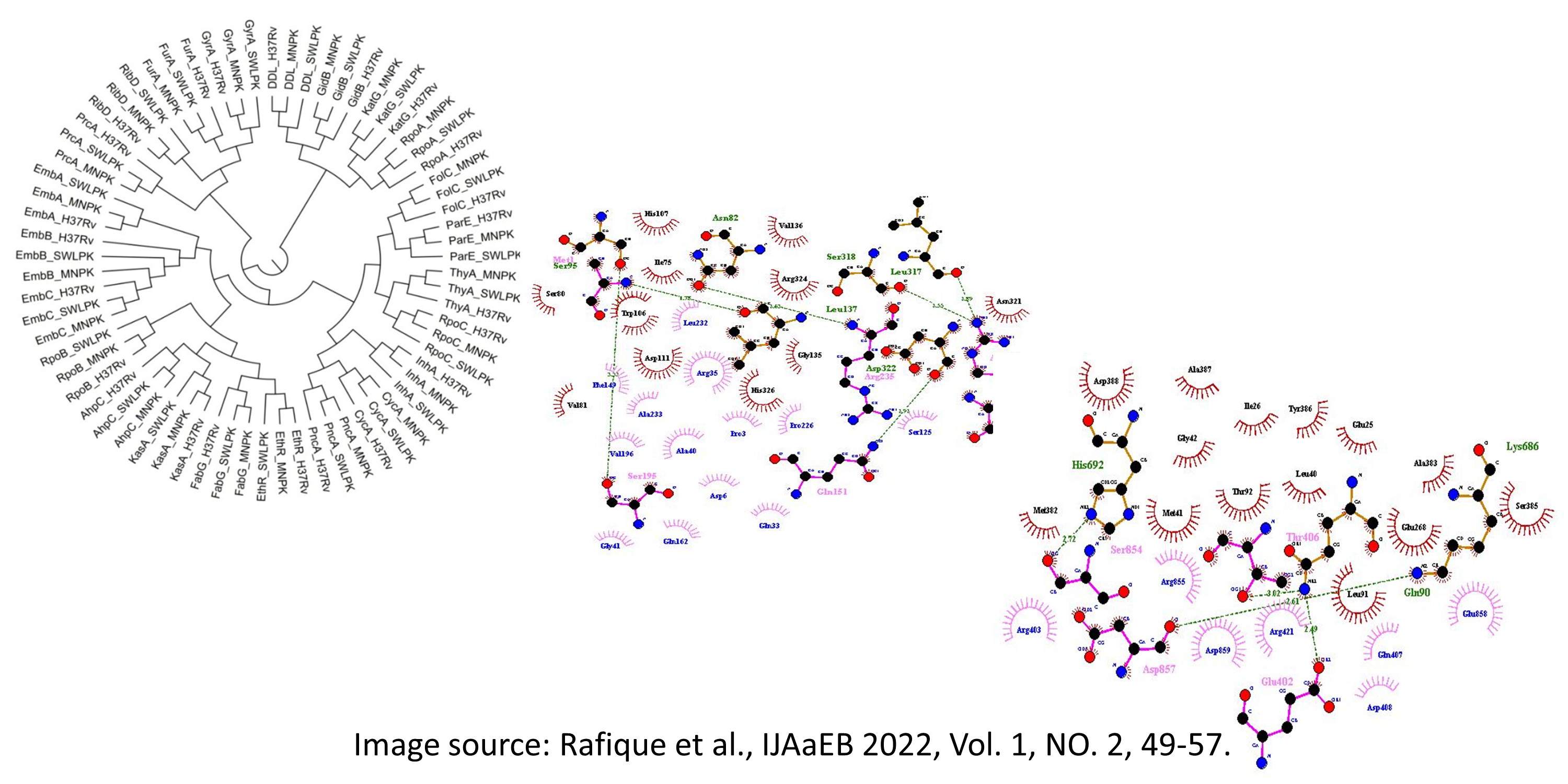 Image by Rafique et al.